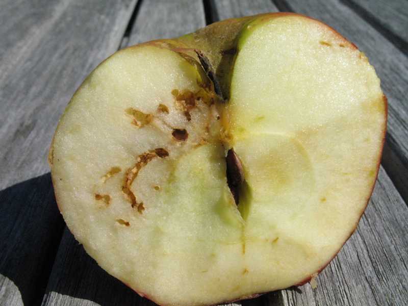 Apple maggot